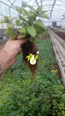 بادرنجبویه