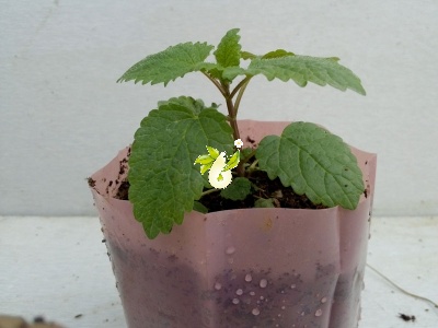 بادرنجبویه