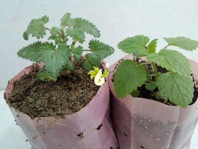 بادرنجبویه