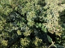 Origanum marjorana