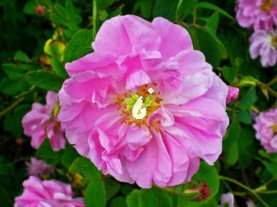 گل محمدی