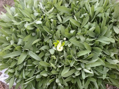 مریم گلی دارویی