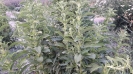 Stevia rebaudiana