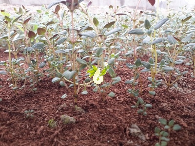 آویشن باغی
