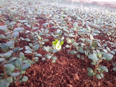 آویشن باغی
