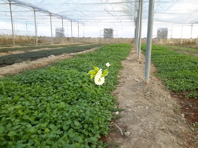 سنبل الطیب اروپایی