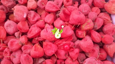 عروسک پشت پرده ( فیسالیس )