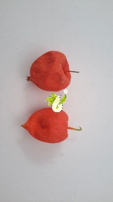 عروسک پشت پرده ( فیسالیس )