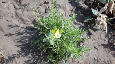 آویشن دنایی