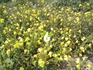 کلکسیون گیاهان داروئی