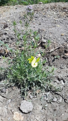 آویشن دنایی