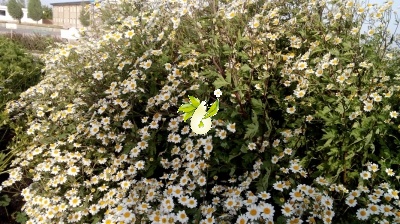 بابونه گاوی