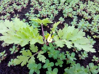 بابونه گاوی