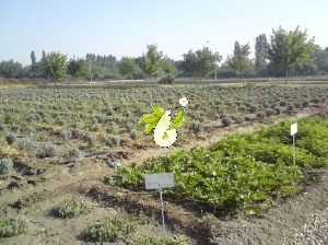 کلکسیون گیاهان داروئی