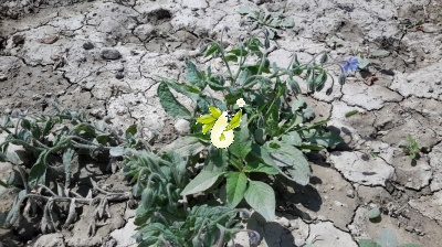 گاوزبان اروپایی
