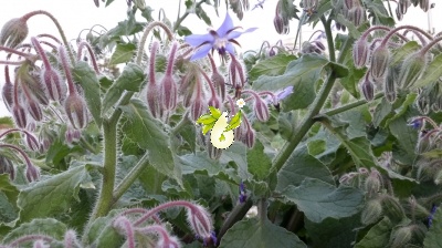 گاوزبان اروپایی