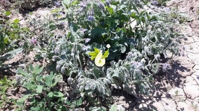 گاوزبان اروپایی