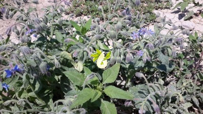 گاوزبان اروپایی