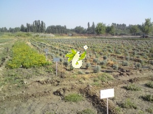 کلکسیون گیاهان داروئی