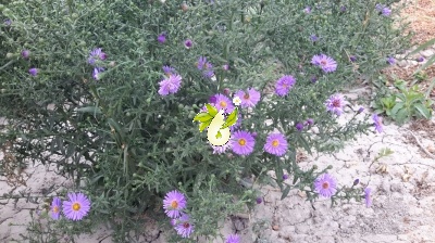 گل ستاره ای
