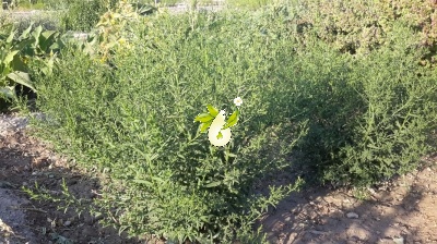 گل ستاره ای
