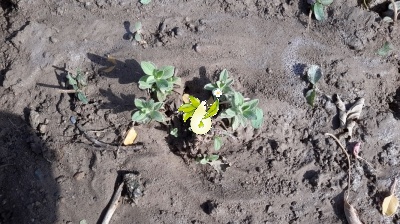 چای کوهی