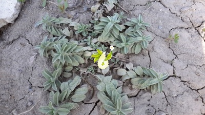 چای کوهی