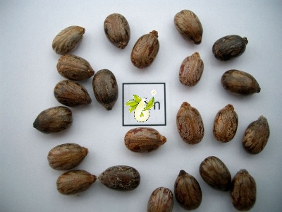 کرچک