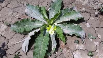 خواجه باشی