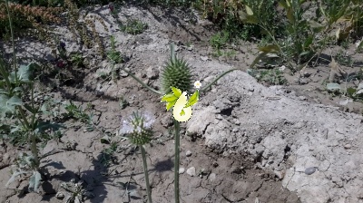 خواجه باشی