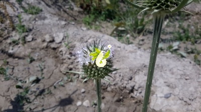 خواجه باشی