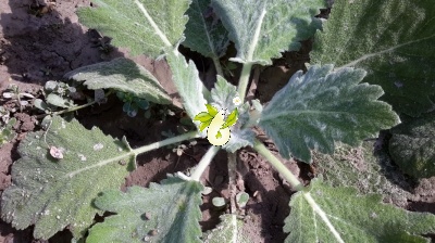 مریم گلی پنبه ای