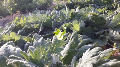 مریم گلی پنبه ای