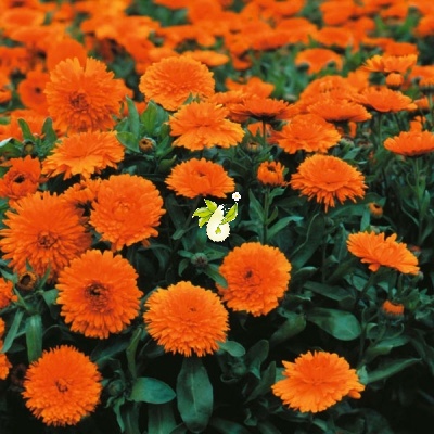 همیشه بهار