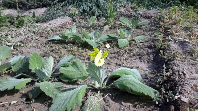 مریم گلی پنبه ای