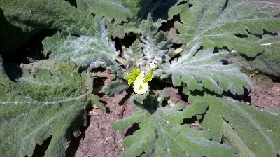 مریم گلی پنبه ای