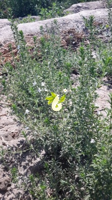 مرزه کوهی