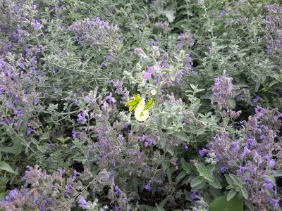 پونه سای ایرانی