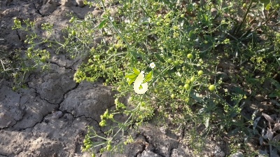 روناس