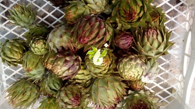 آرتیشو