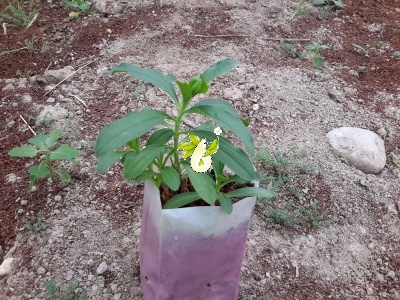 صابونی