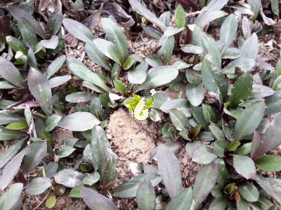 گل ستاره ای