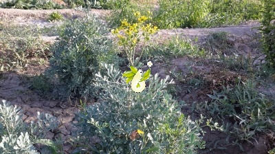 سداب