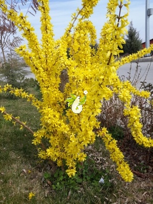 یاس زرد