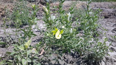زرین گیاه