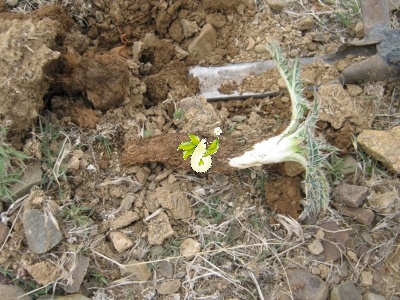 چیدن کنگر از طبیعت_2