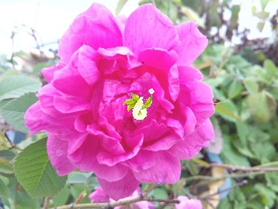 گل محمدی