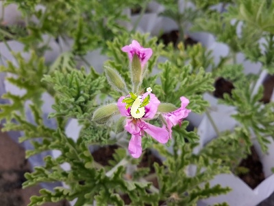 شمعدانی عطری