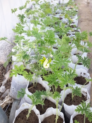 شمعدانی عطری