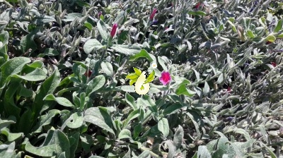 گاوزبان ایرانی